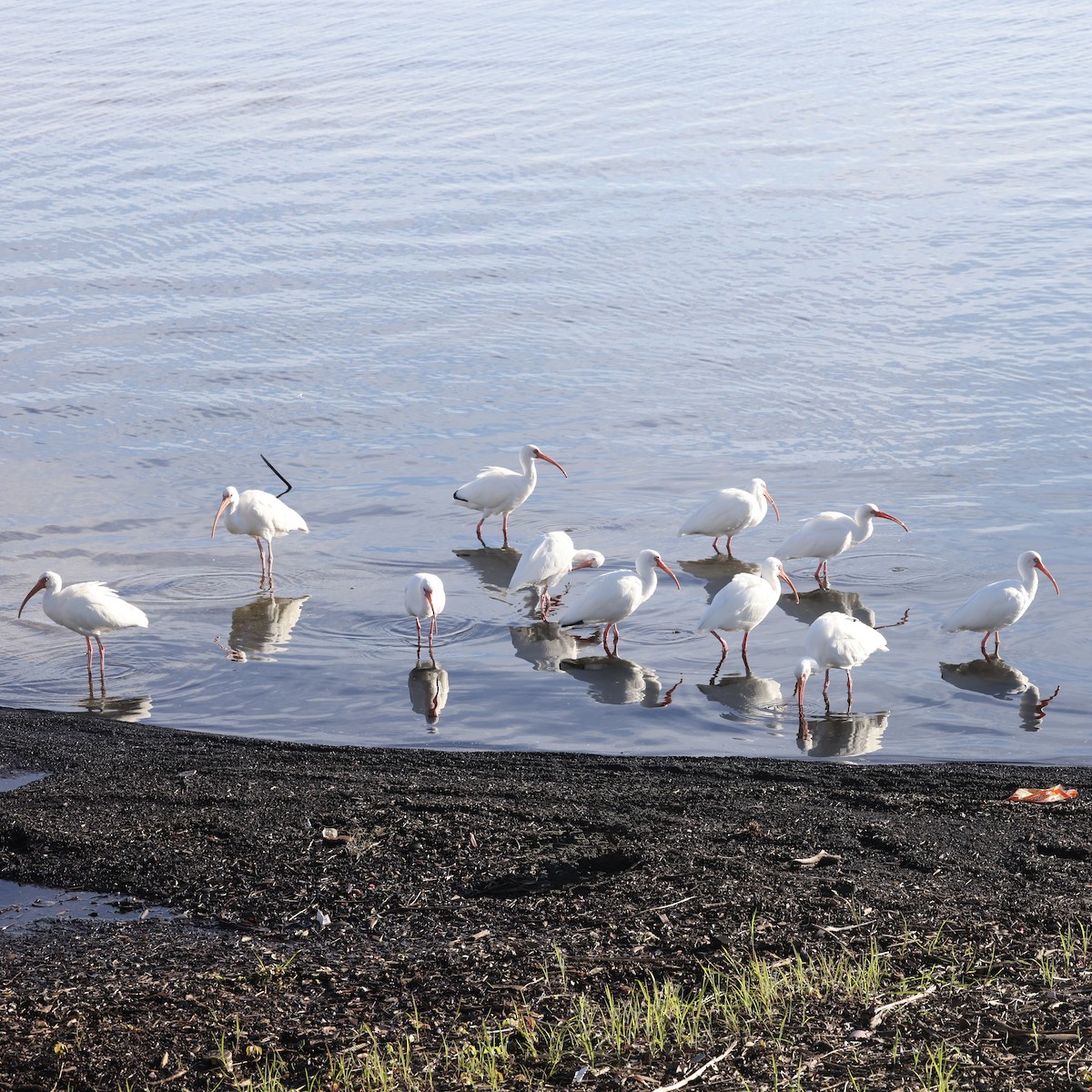 White Ibis - ML647045836