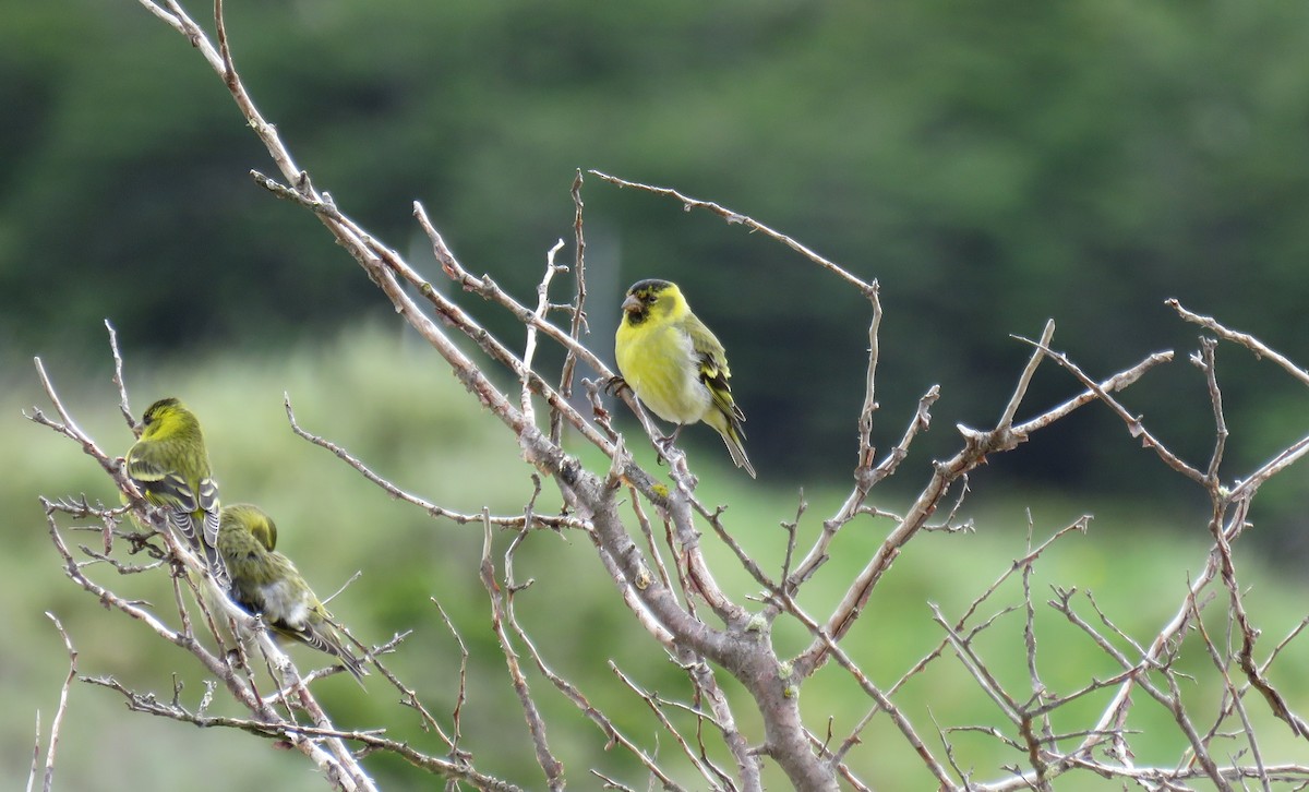 Black-chinned Siskin - ML647045841