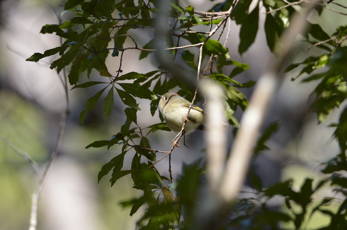 Ruby-crowned Kinglet - ML647045842