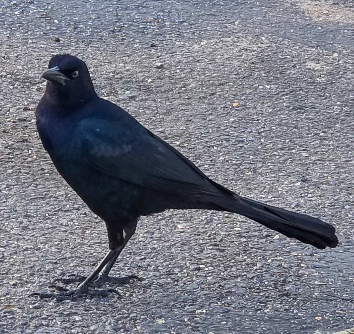 キタオナガクロムクドリモドキ - ML647045848