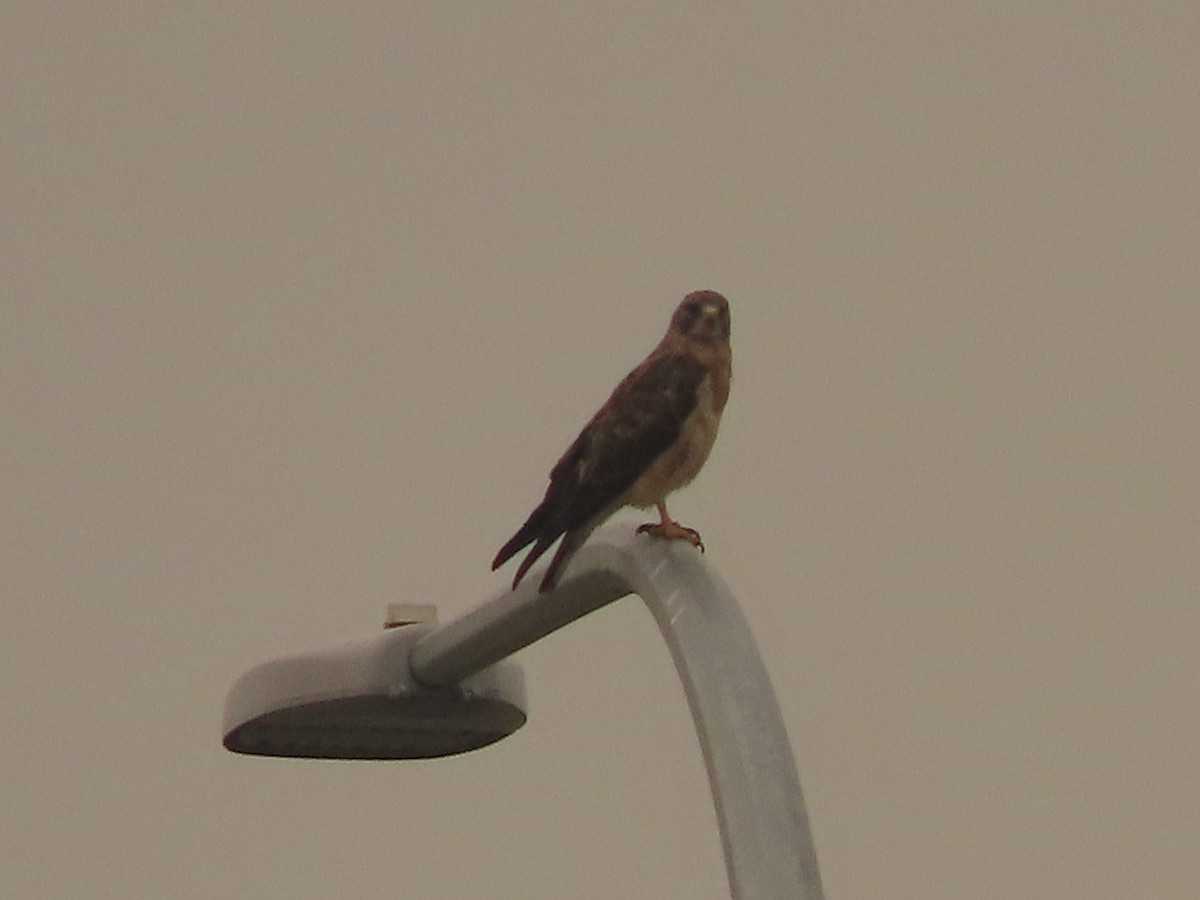 Свенсонов канюк - ML647045855