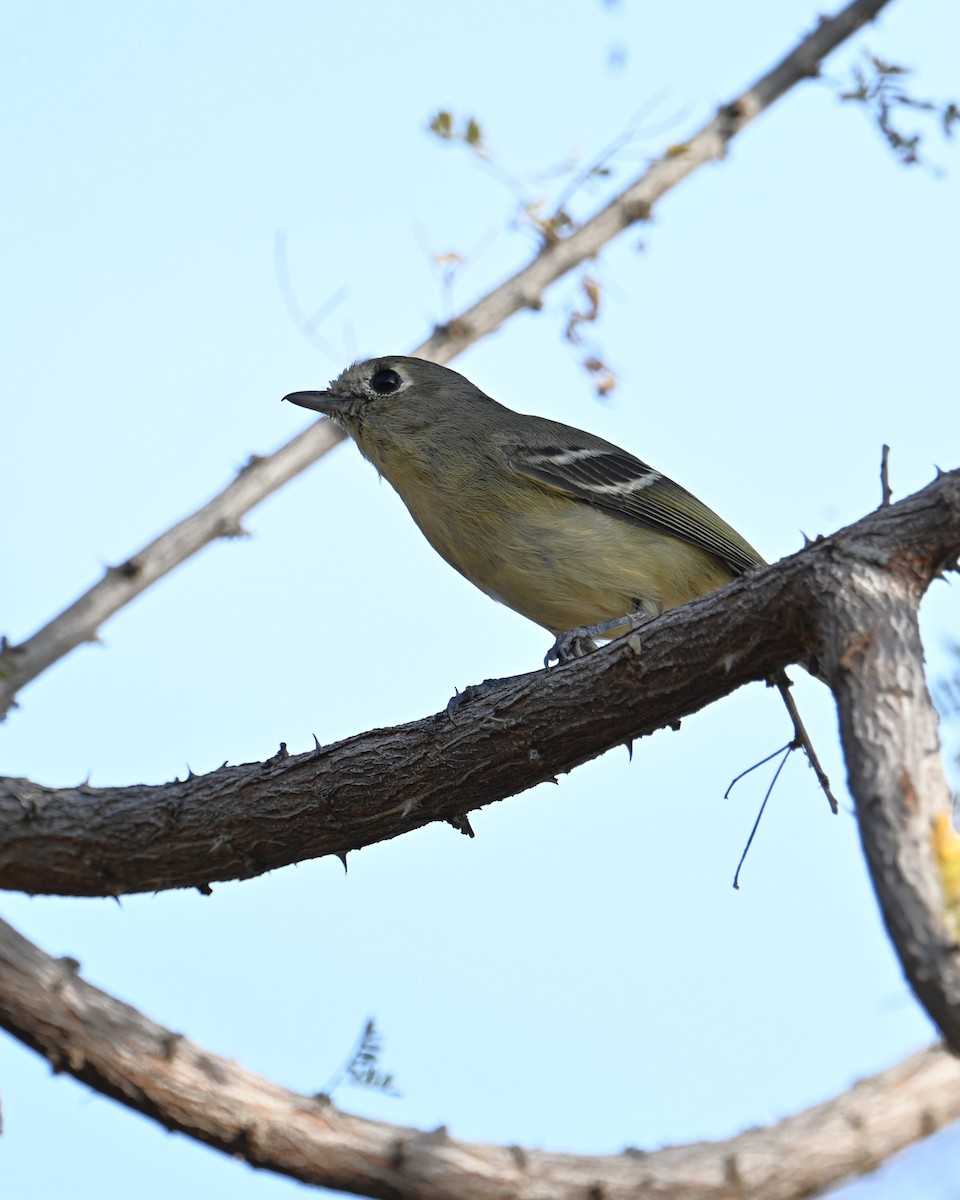 Короткоклювый виреон - ML647045857