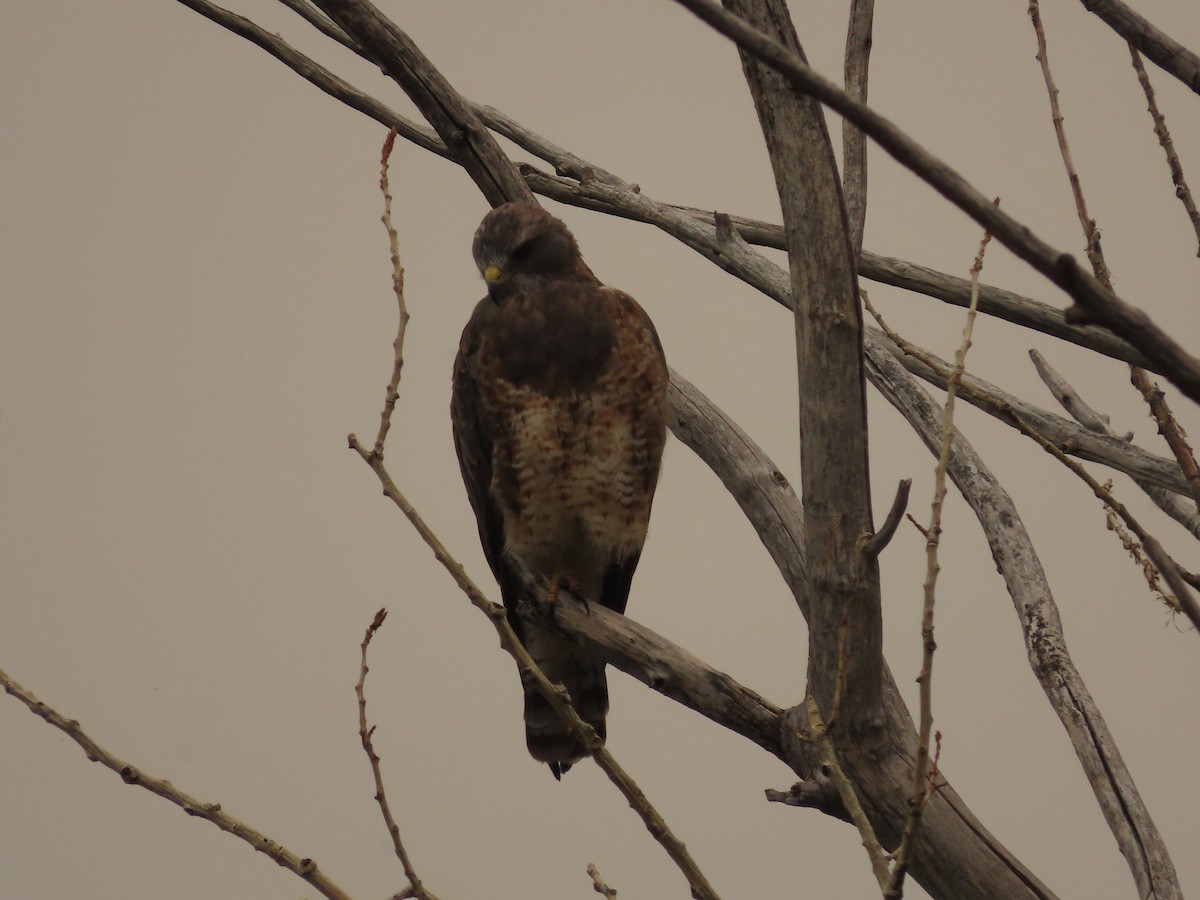 Свенсонов канюк - ML647045858