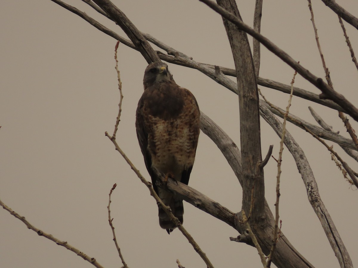 Свенсонов канюк - ML647045859