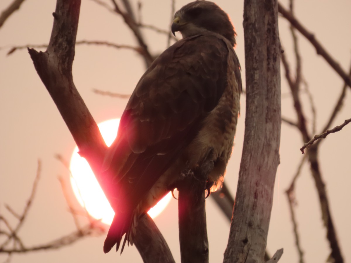 Свенсонов канюк - ML647045860