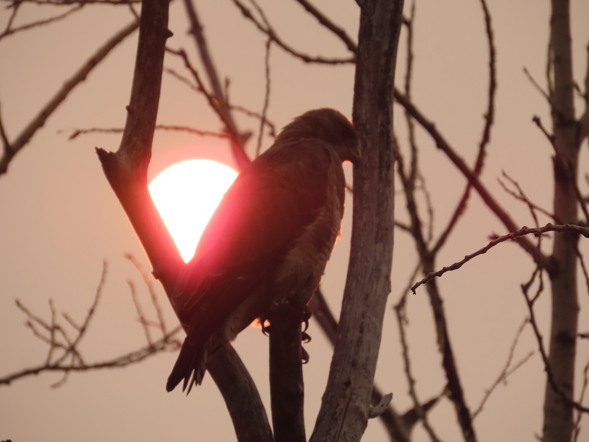 Свенсонов канюк - ML647045861