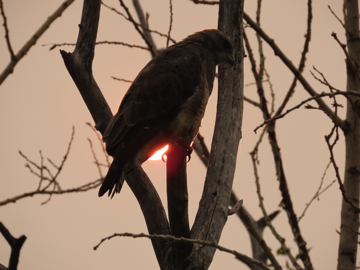 Свенсонов канюк - ML647045862