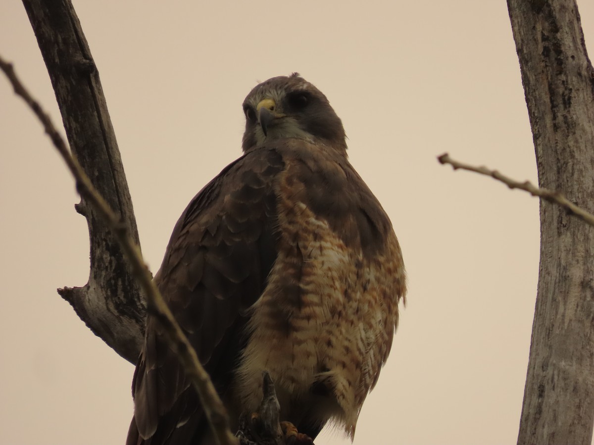 Свенсонов канюк - ML647045863