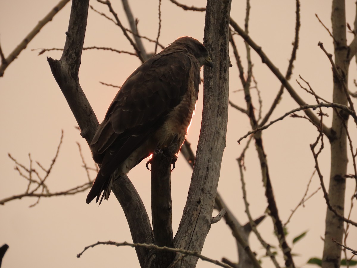 Свенсонов канюк - ML647045864