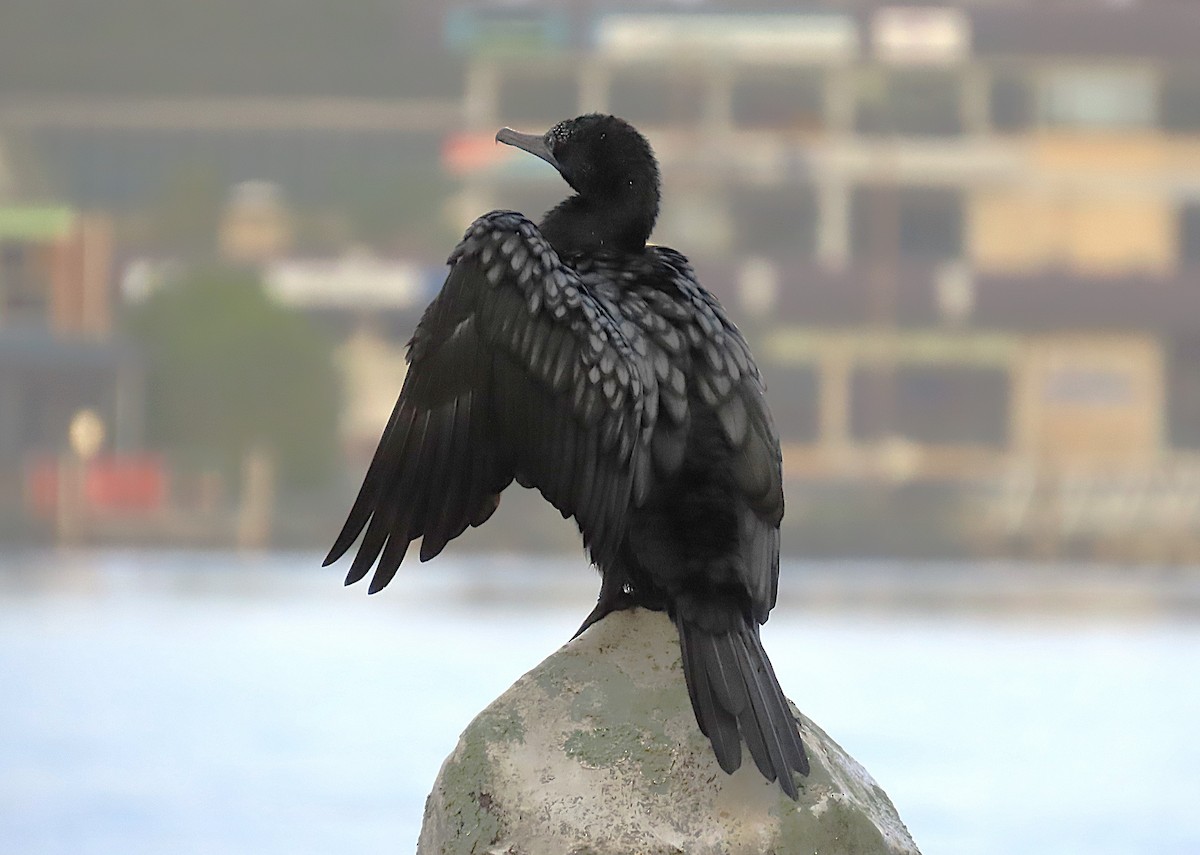 kormorán australský - ML647045869