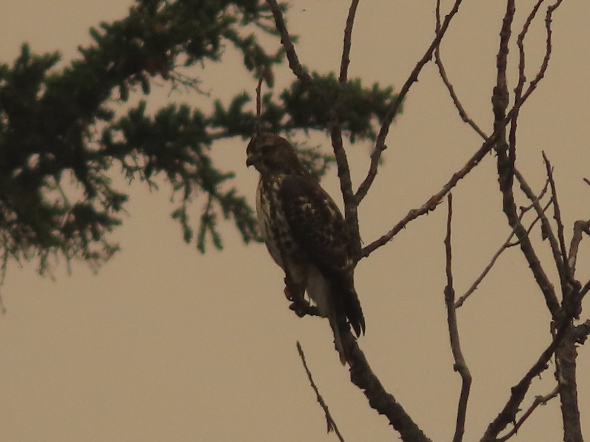 Broad-winged Hawk - ML647045872