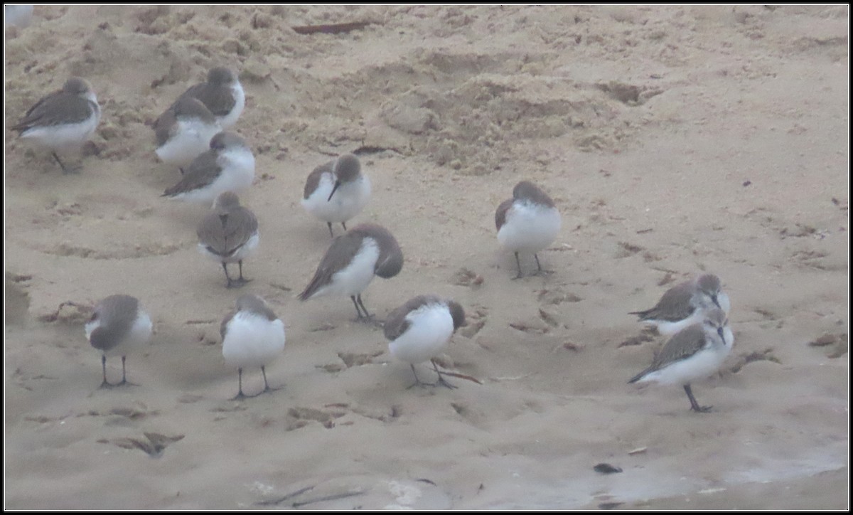 Побережник аляскинський - ML647045888