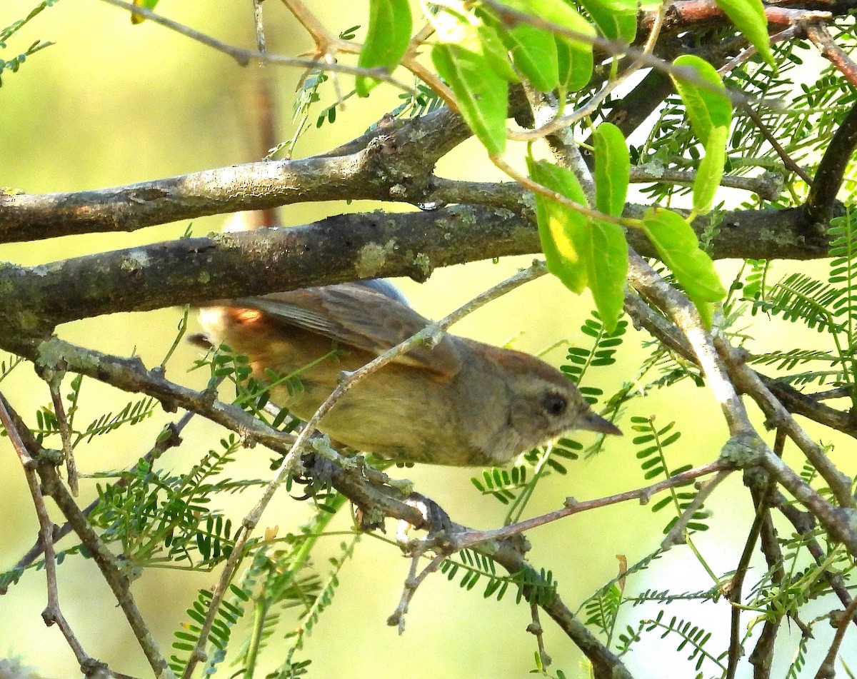 Little Thornbird - ML647045890