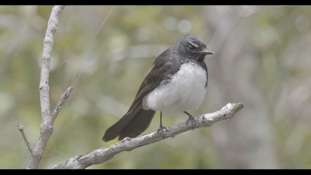 Willie-wagtail - ML647045892