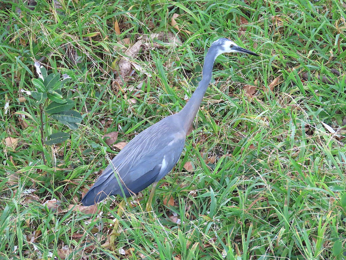 volavka bělolící - ML647045893