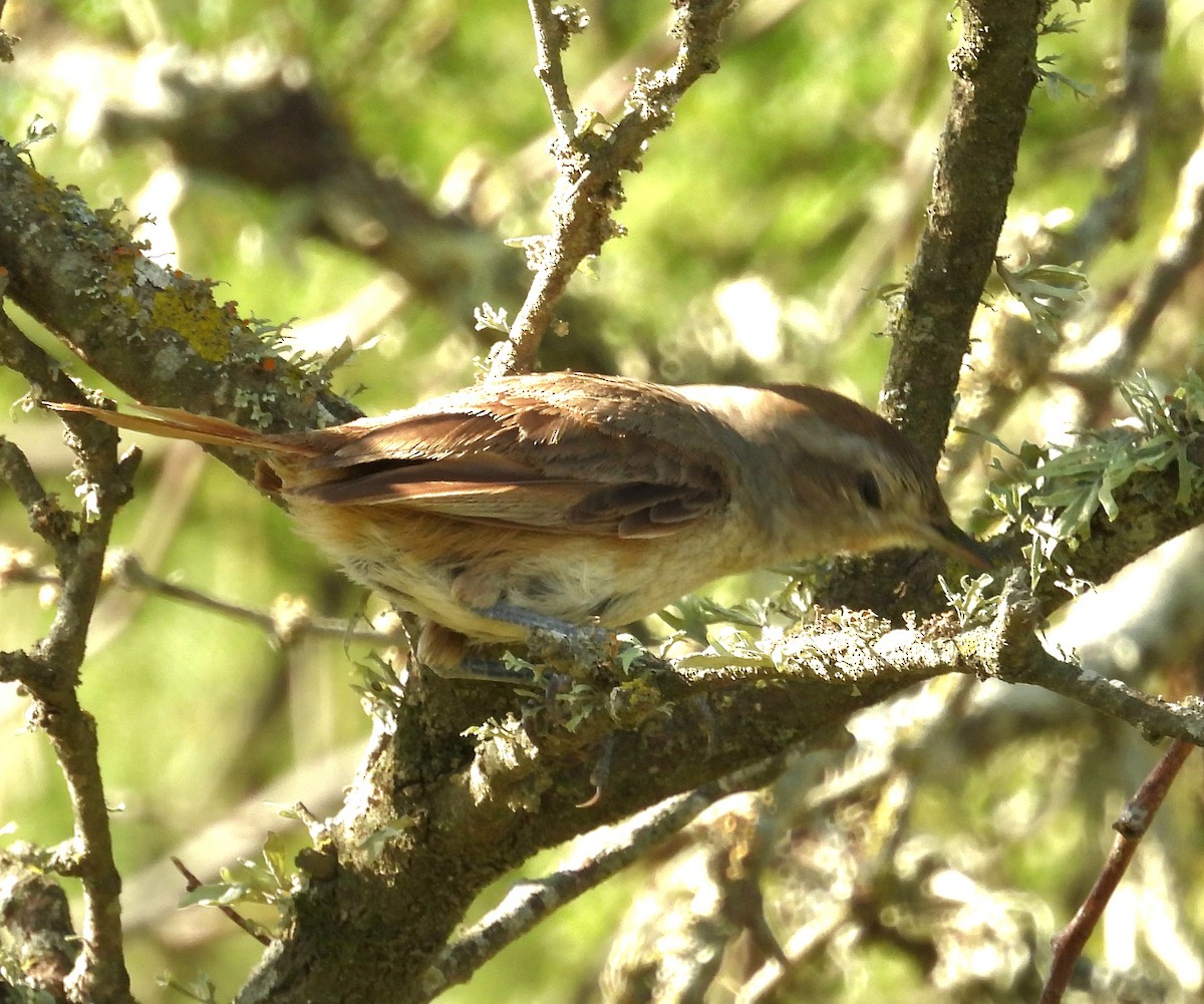 Little Thornbird - ML647045899