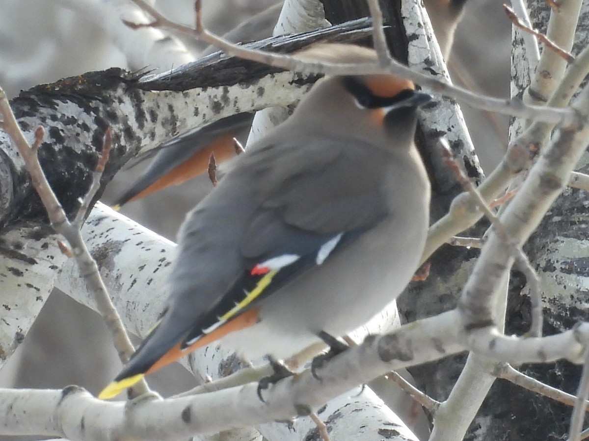 Bohemian Waxwing - ML647045901