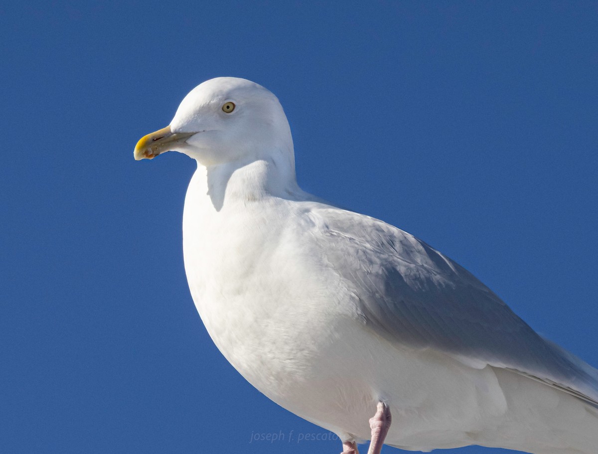 Glaucous Gull - ML647045903