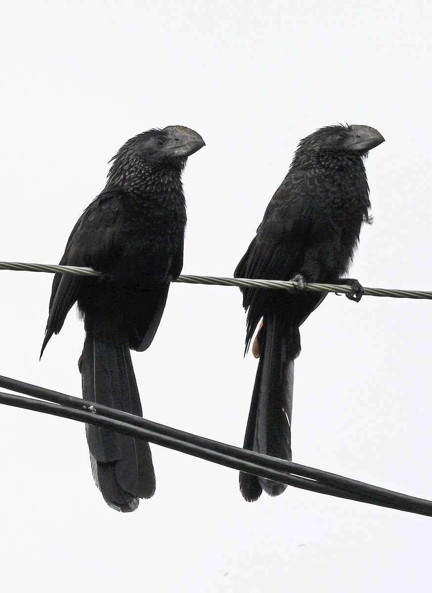 Smooth-billed Ani - ML647045904