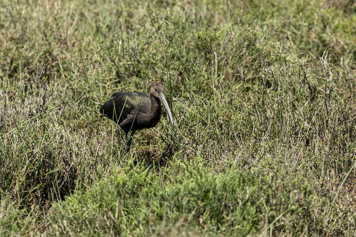 Beltzaran musuzuria - ML647045912