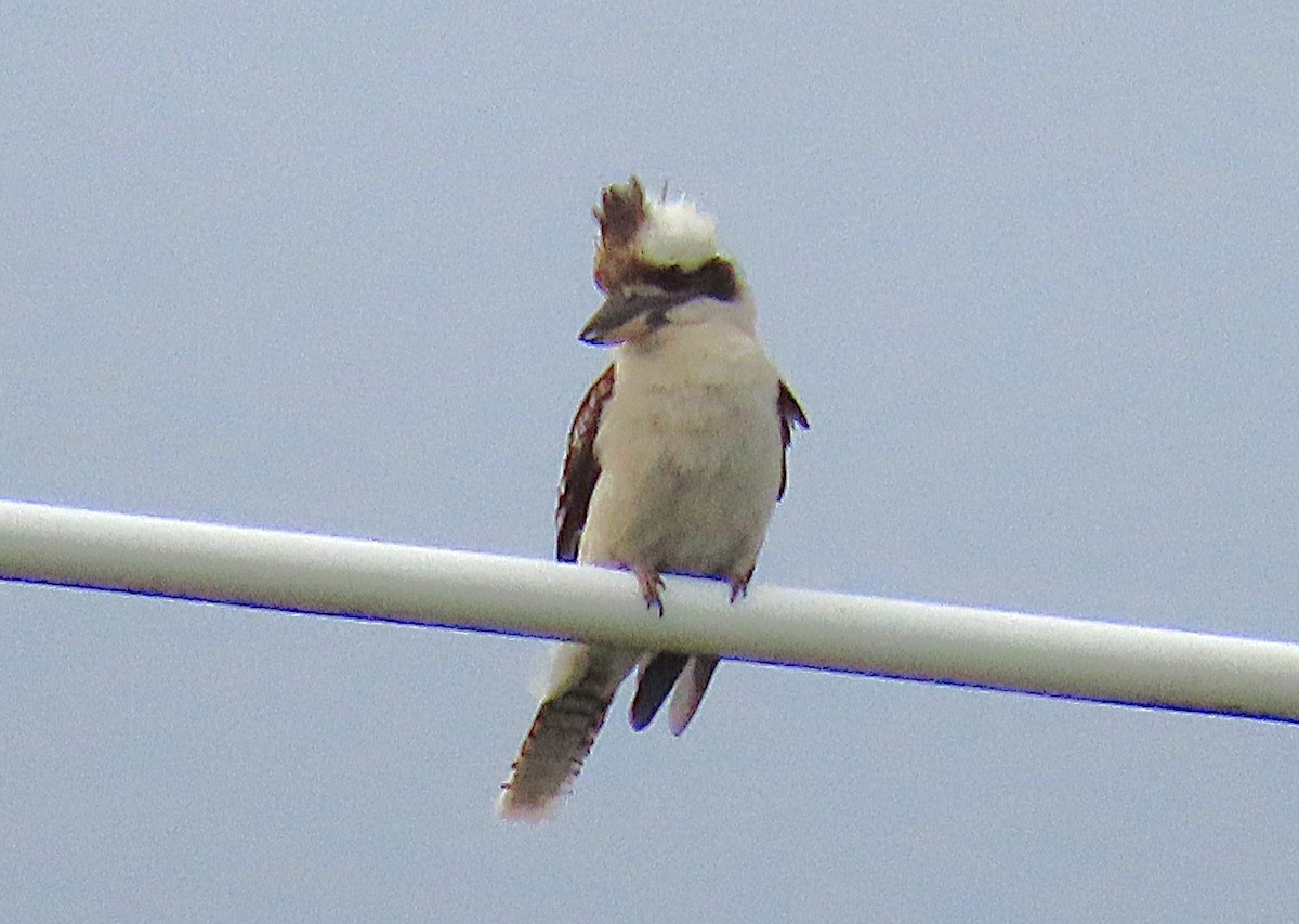 ledňák obrovský - ML647045919