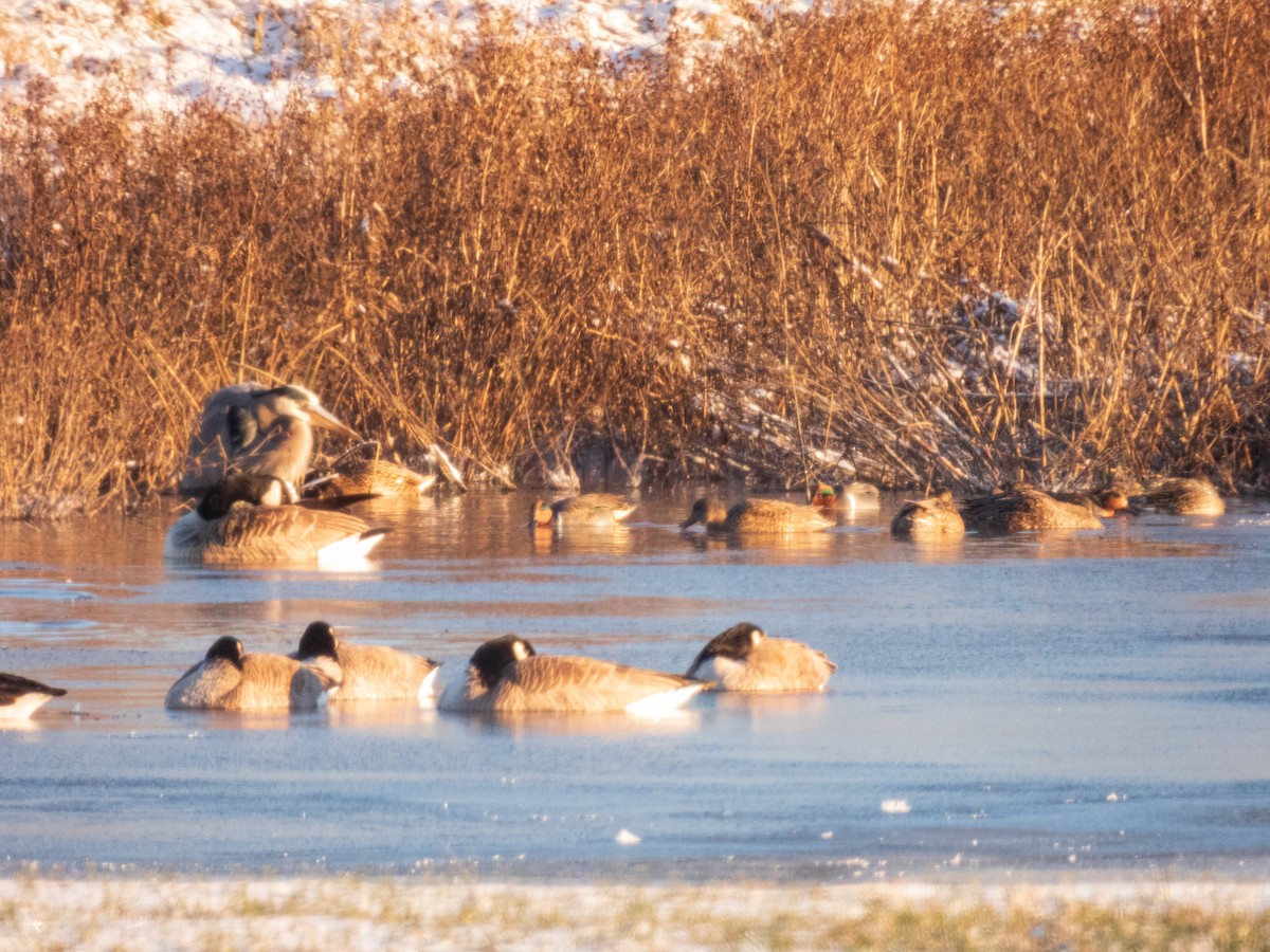 volavka velká - ML647045925