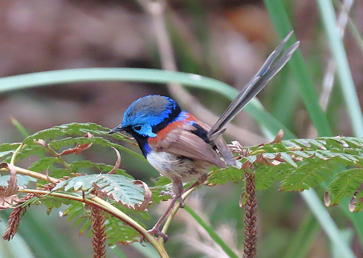 modropláštník proměnlivý - ML647045945