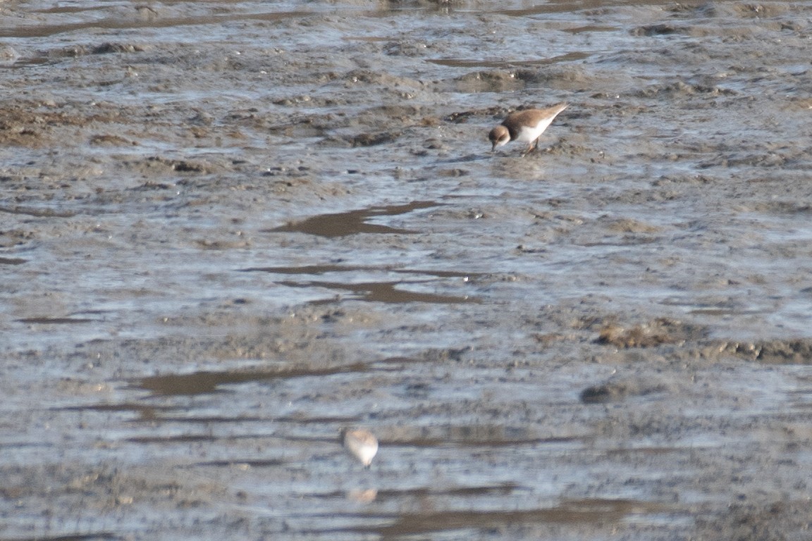 Common Ringed/Semipalmated Plover - ML647045946