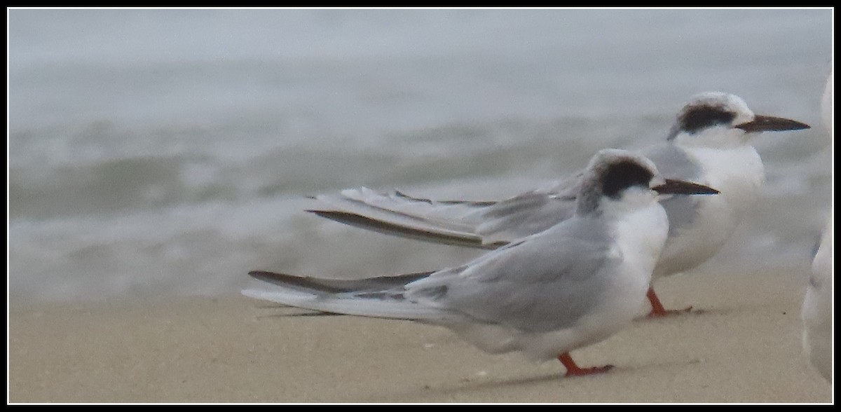 Forster's Tern - ML647045949