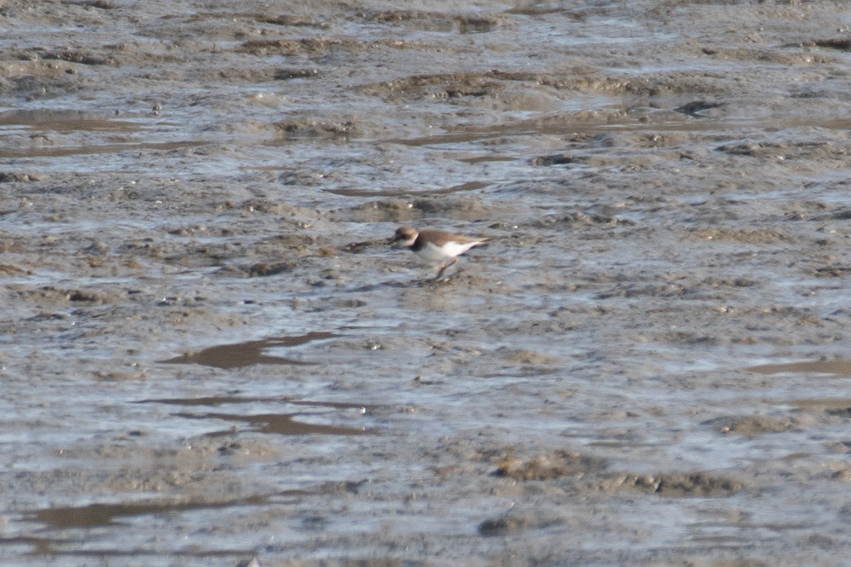 Common Ringed/Semipalmated Plover - ML647045950
