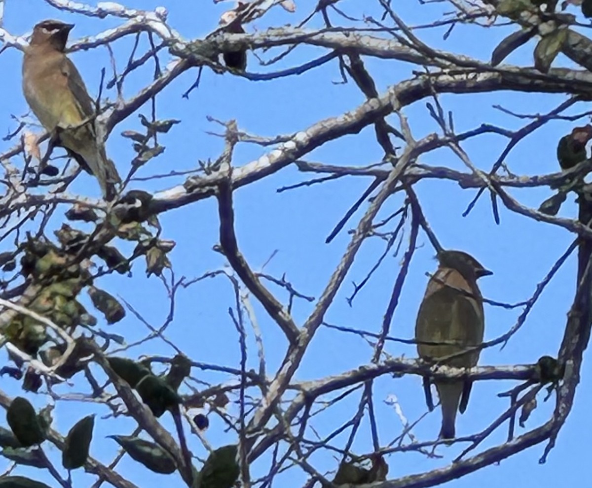 ヒメレンジャク - ML647045954