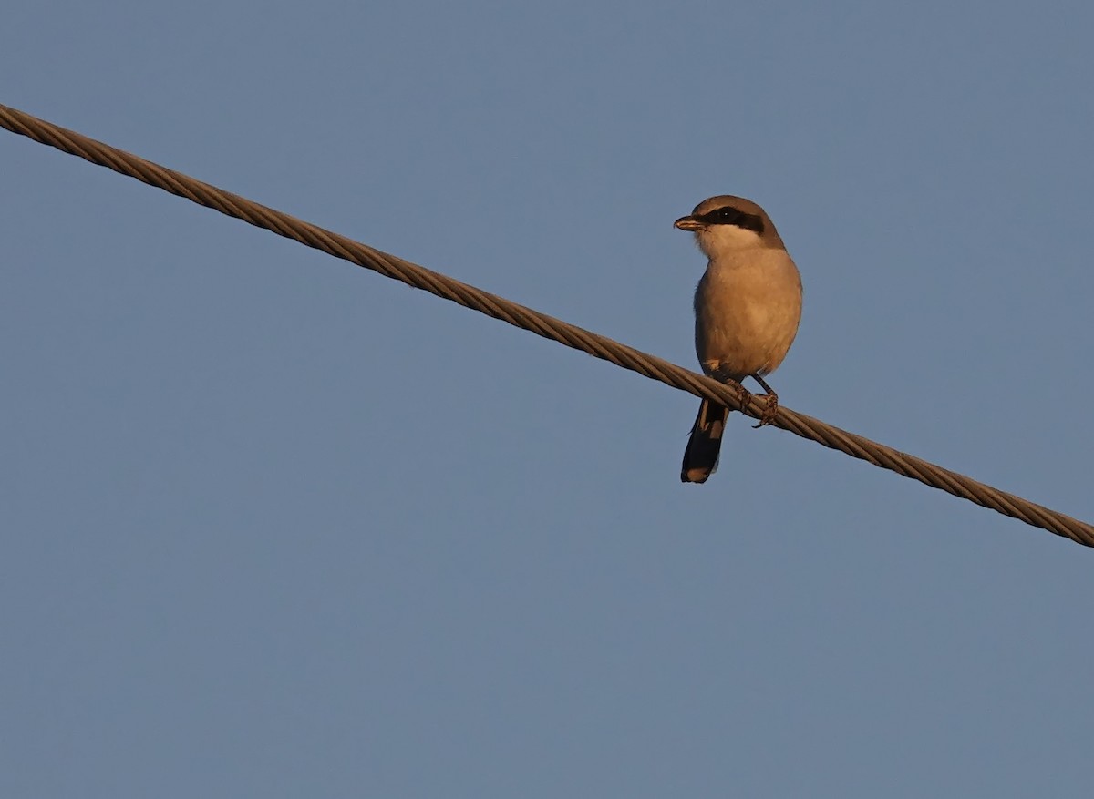 Loggerhead Shrike - ML647045959