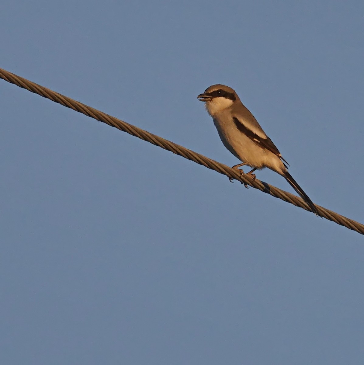 Loggerhead Shrike - ML647045960