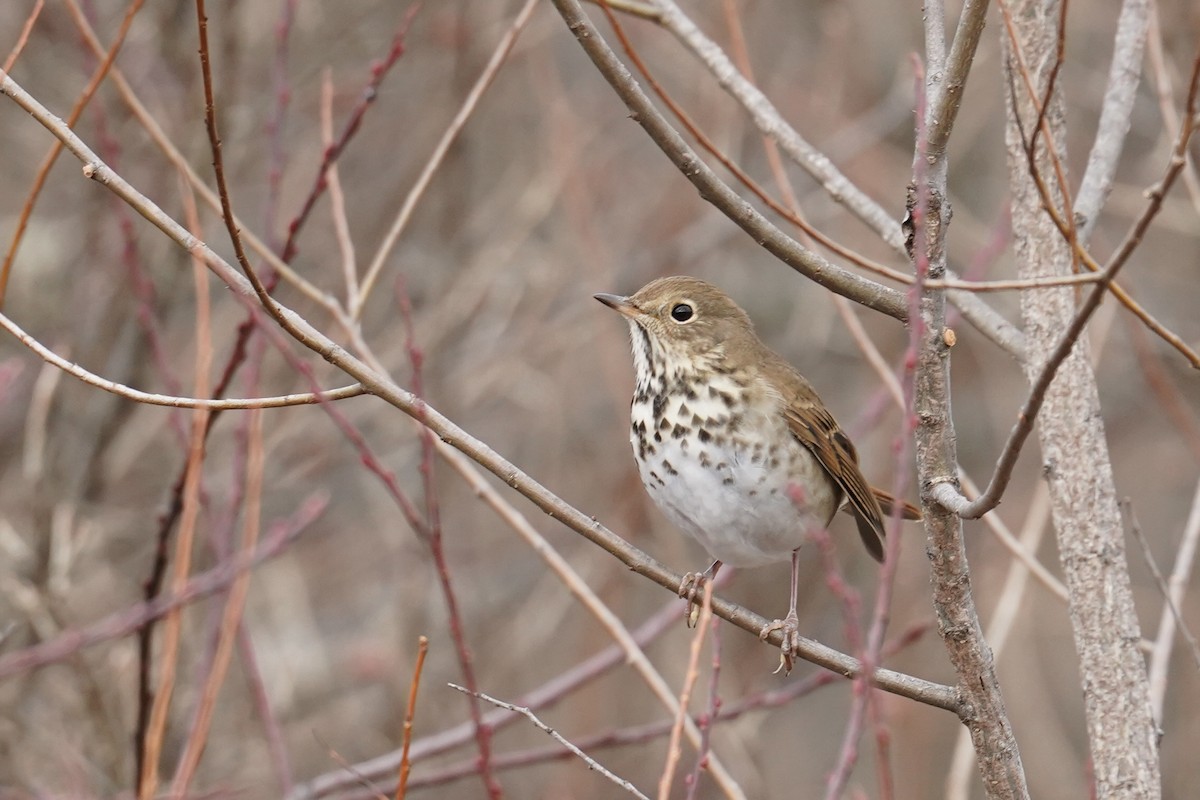 Zorzalito Colirrufo - ML647045976