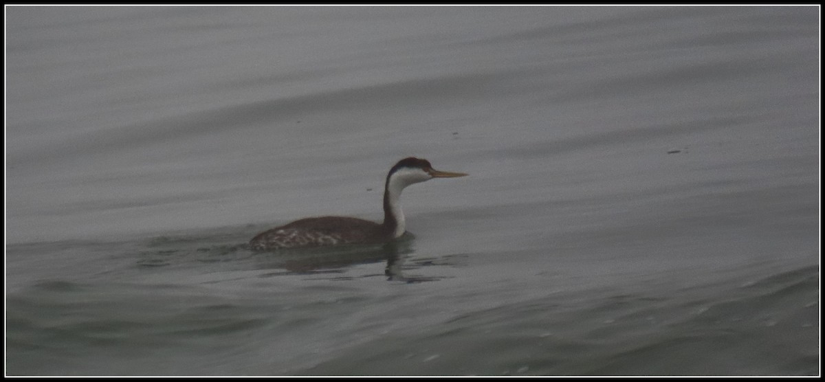 Clark's Grebe - ML647045977