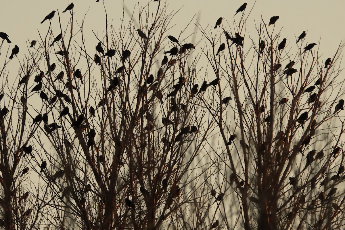 Red-winged Blackbird - ML647045982