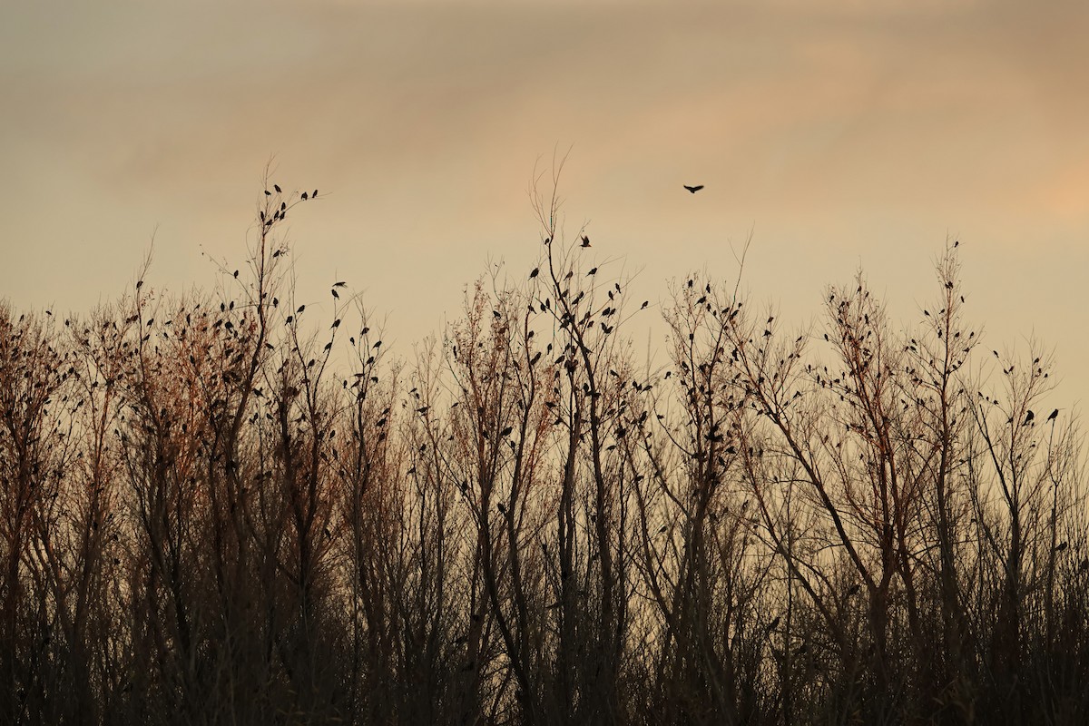 Red-winged Blackbird - ML647045983