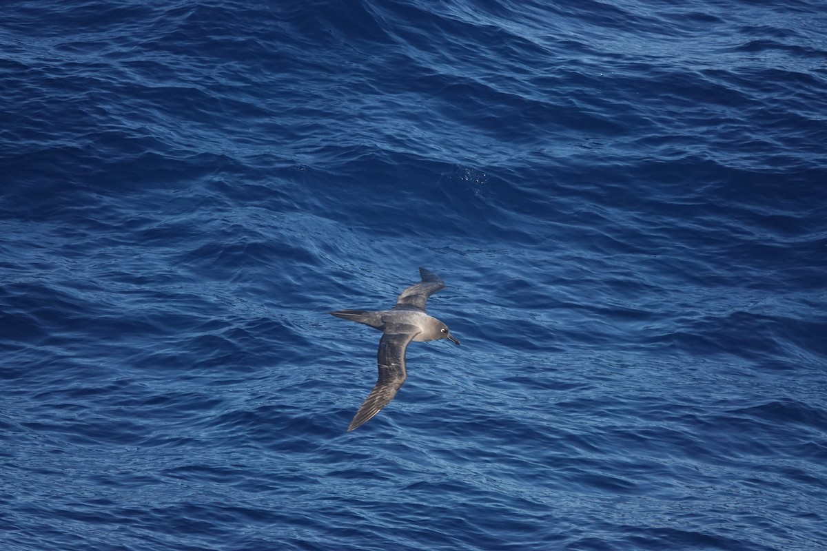 Light-mantled Albatross - ML647046010