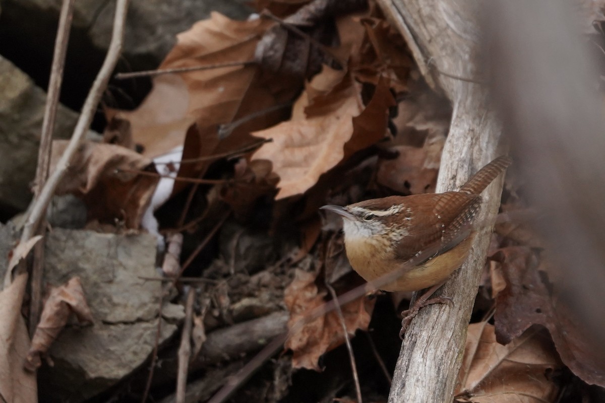 Carolina Wren - ML647046015