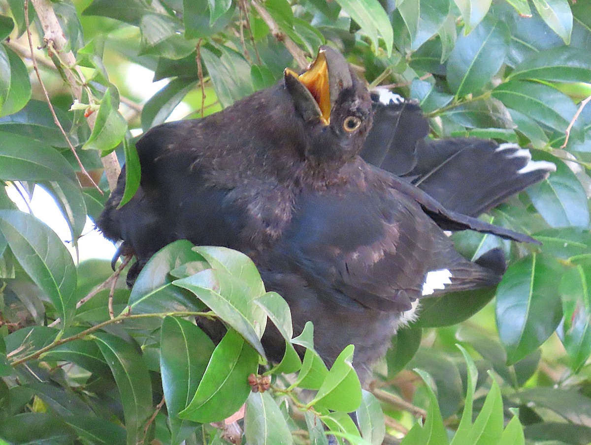 flétňák stračí - ML647046016