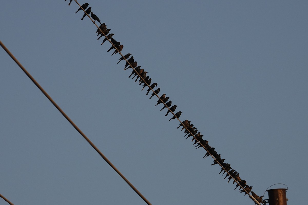 Brewer's Blackbird - ML647046017