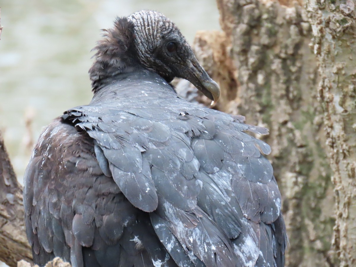 Black Vulture - ML647046019