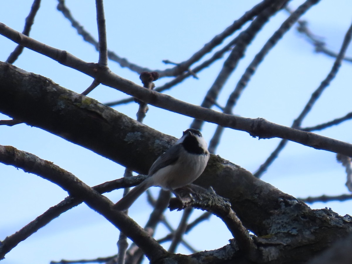 Carolina Chickadee - ML647046025