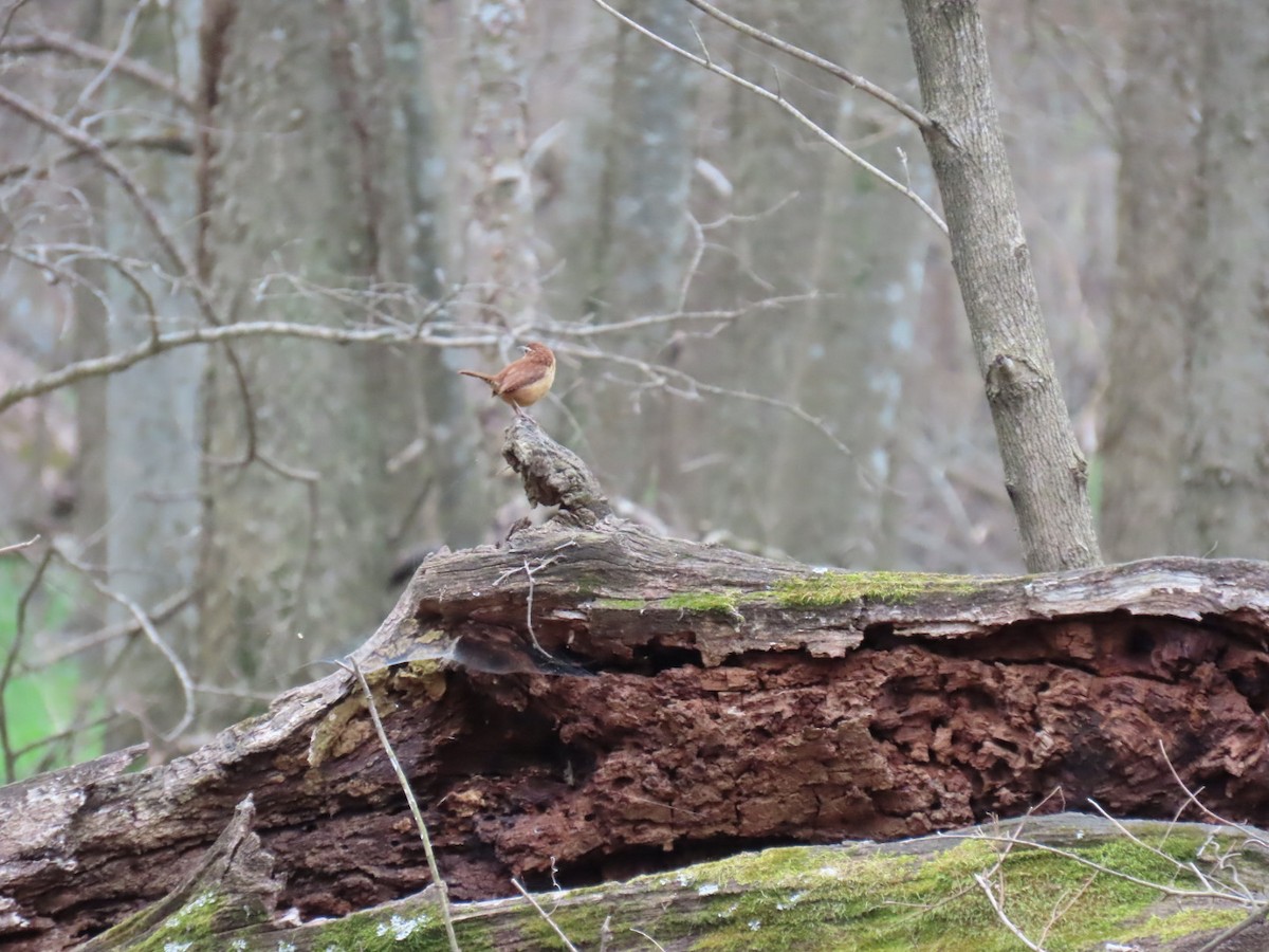 Carolina Wren - ML647046029