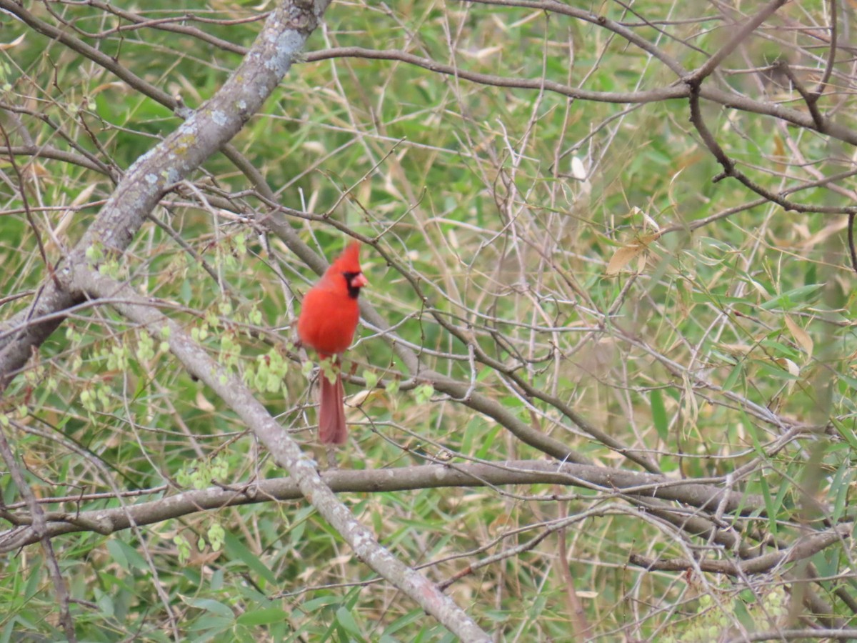 Northern Cardinal - ML647046031