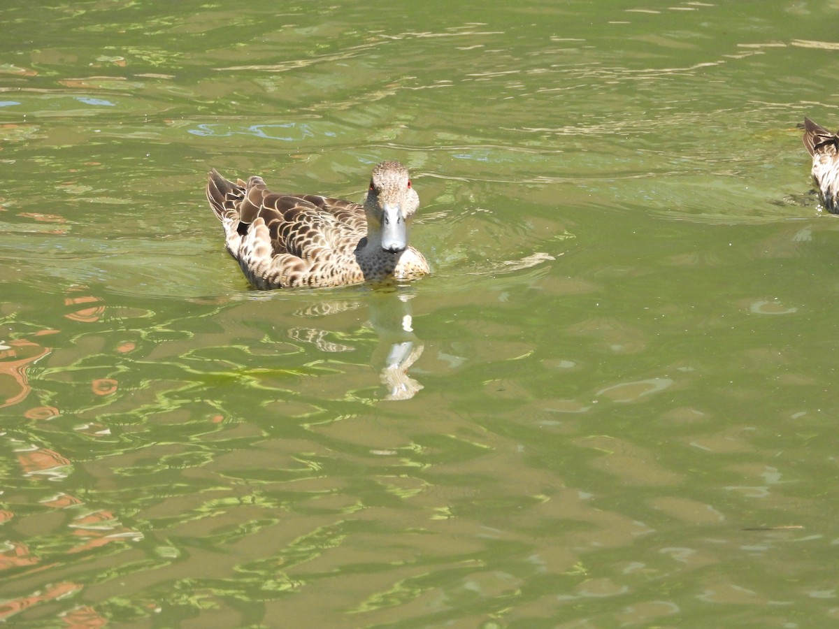 čírka bělohrdlá - ML647046033