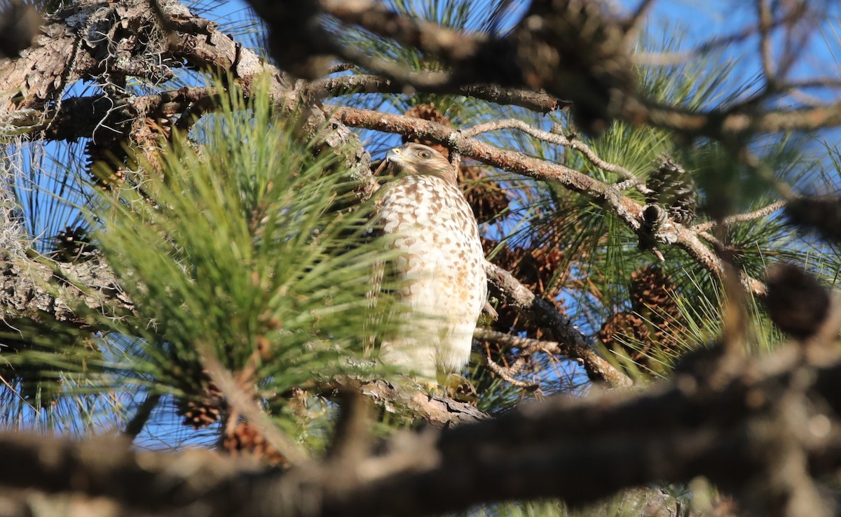 Red-tailed Hawk - ML647046038