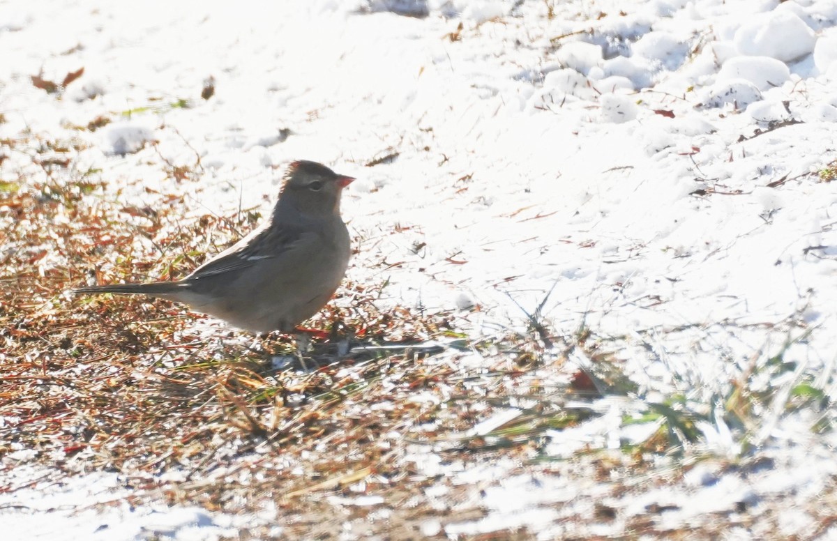 strnadec bělopásý - ML647046041