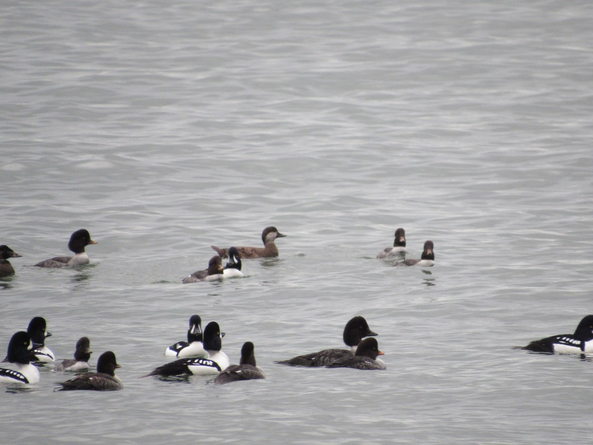 クロガモ - ML647046059