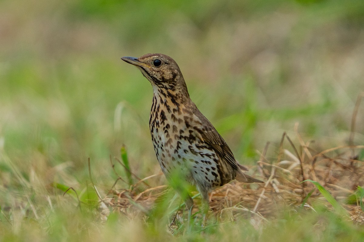 Song Thrush - ML647046063